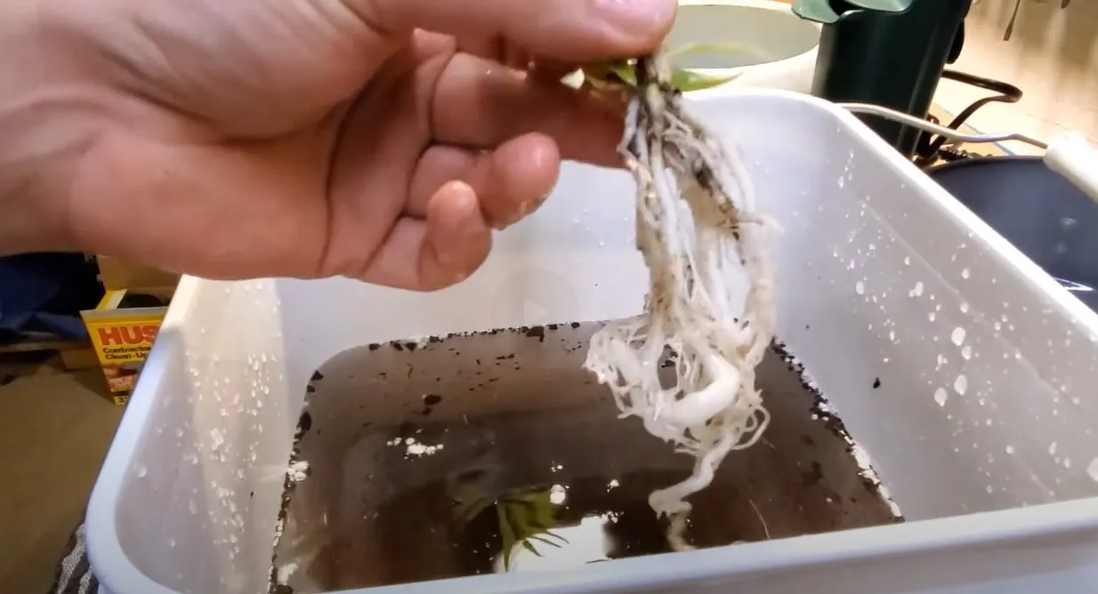 A person’s hands cradle the root mass of a plant while it soaks in a bucket of water.